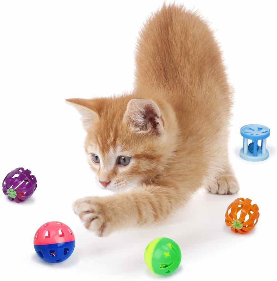 katzen-party-geschenk-fuer-tiere-richtig-cool2