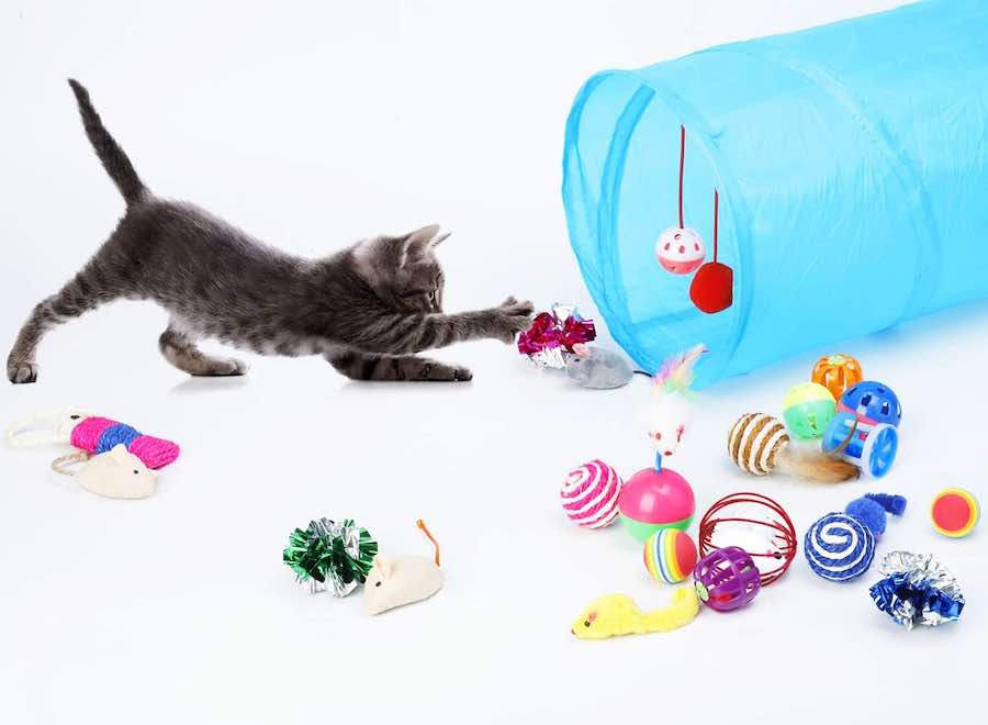 katzen-party-geschenk-fuer-tiere-richtig-cool3